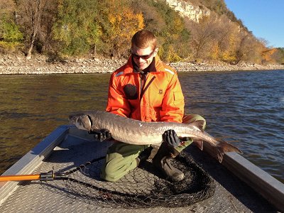 Jordan Wein of the National Park Service with a 3+foot long lake sturgeon captured in October 2014.
