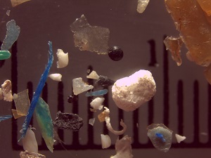 Plastic fragments, films, beads, and fibers 1 millimeter of a microscope's viewing area