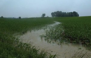 Surface runoff flows from a corn field in the Sugar Creek basin, Indiana.