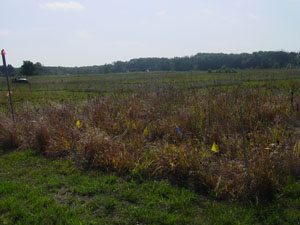 Native prairie grass plot.