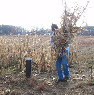 Corn harvesting.