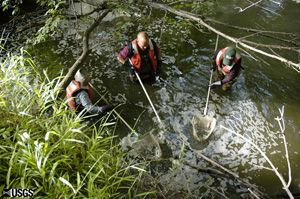 Fish collection at Little Cobb using backpack electrofishing techniques