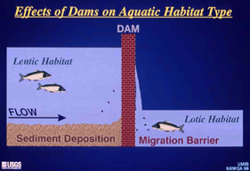 Effects of dams graph