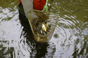 Netting fish at Little Cobb