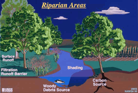 Riparian Area
