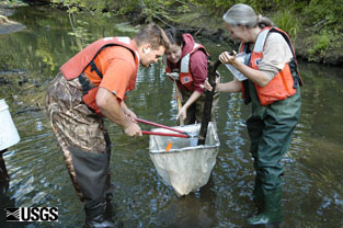 Collecting woody debris samples for invertebrates at Shingle Creek