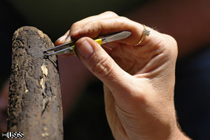 Processing woody debris sample for invertebrates at Shingle Creek