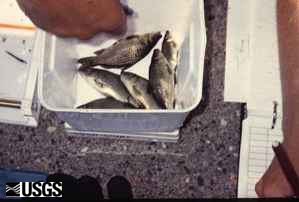 Weighing common carp