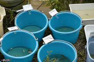 Sorting fish species into buckets at Little Cobb