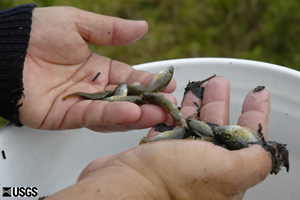 Sorting fish species at Little Cobb