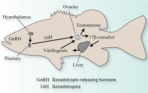 Endocrine system control of vitellogenin induction in female fish.